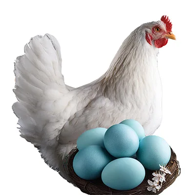Poule Azur et œufs bleus