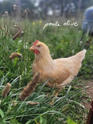 Poule Olive au Pré-Poncet